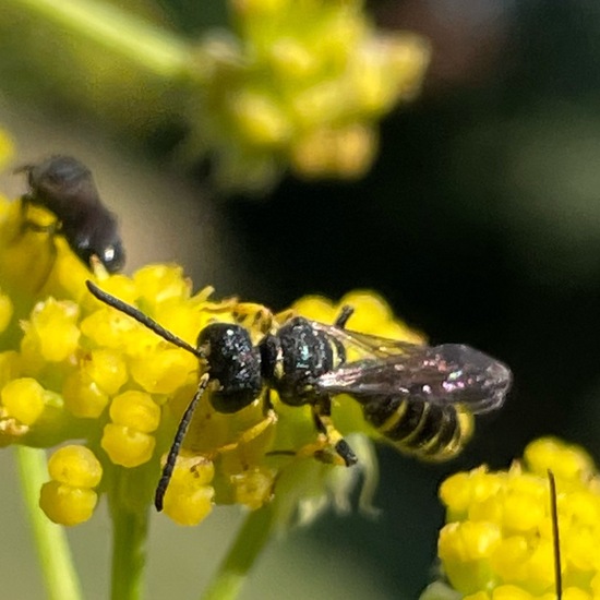 Knotenwespen: Tier im Habitat Garten in der NatureSpots App