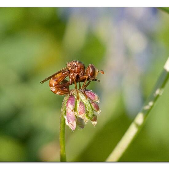 Sicus ferrugineus: Animal in habitat Natural Meadow in the NatureSpots App