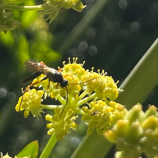 Schwarze Schlupfwespe: Tier im Habitat Garten in der NatureSpots App