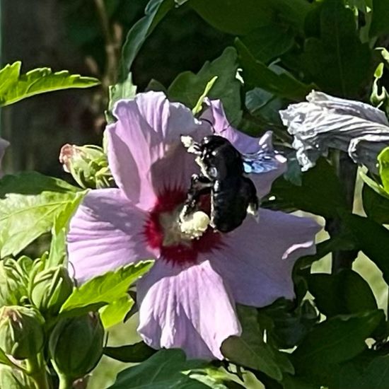 Hibiscus syriacus: Plant in habitat Garden in the NatureSpots App