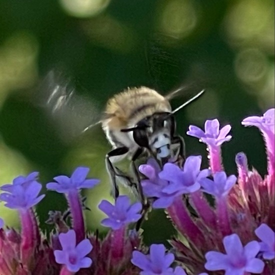 Anthophora quadrimaculata: Tier im Habitat Garten in der NatureSpots App