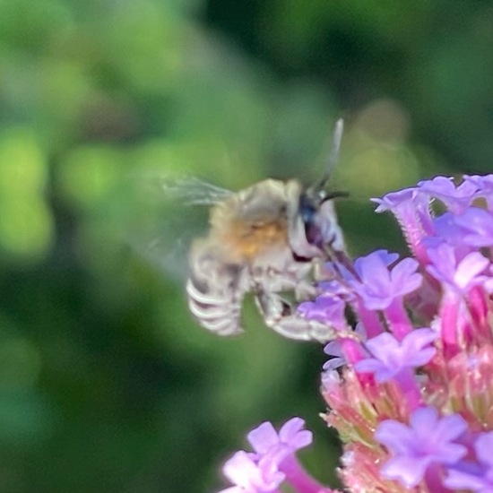 Anthophora quadrimaculata: Tier im Habitat Garten in der NatureSpots App