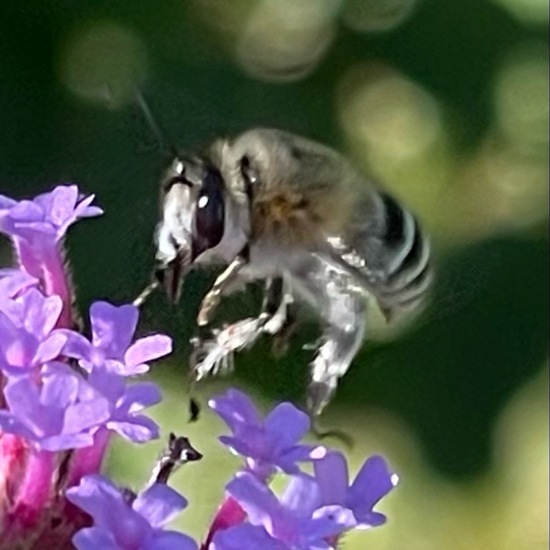 Anthophora quadrimaculata: Tier im Habitat Garten in der NatureSpots App