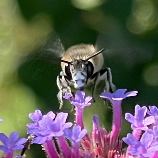 Anthophora quadrimaculata: Tier im Habitat Garten in der NatureSpots App