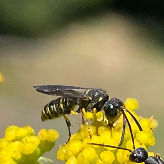 Knotenwespen: Tier im Habitat Garten in der NatureSpots App