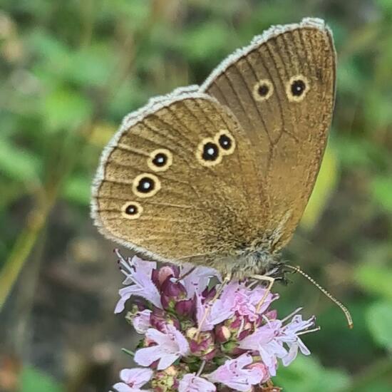 Brauner Waldvogel: Tier im Habitat Stadt und Garten in der NatureSpots App