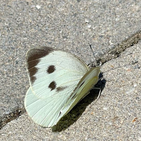 Pieris brassicae: Animal in habitat Backyard in the NatureSpots App