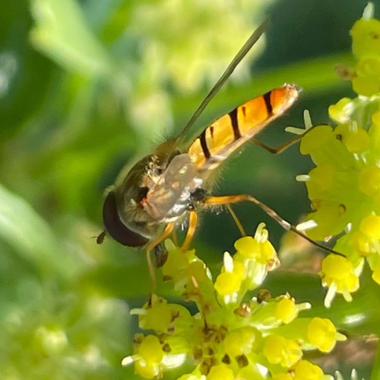 Syrphidae: Animal in habitat Park in the NatureSpots App