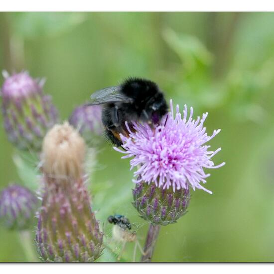 Bombus lapidarius: Animal in habitat Natural Meadow in the NatureSpots App