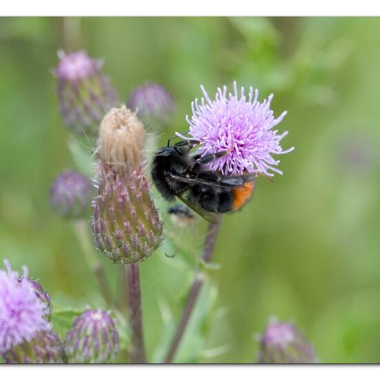 Bombus lapidarius: Animal in habitat Natural Meadow in the NatureSpots App