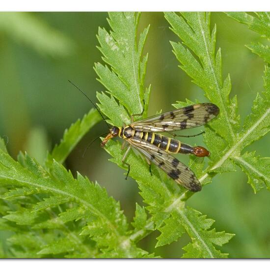 Gemeine Skorpionsfliege: Tier im Habitat Naturnahe Wiese in der NatureSpots App