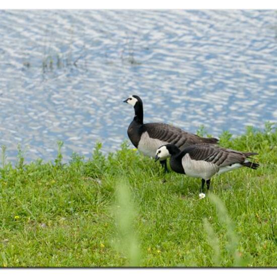 Barnacle Goose: Animal in habitat Freshwater habitat in the NatureSpots App