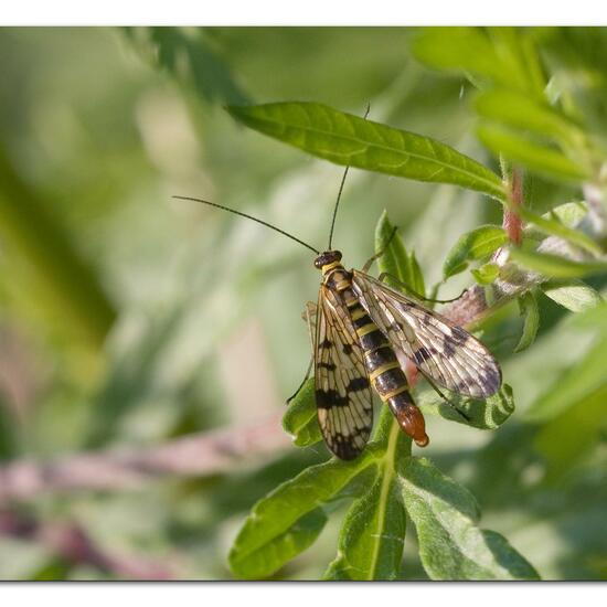 Gemeine Skorpionsfliege: Tier im Habitat Naturnahe Wiese in der NatureSpots App