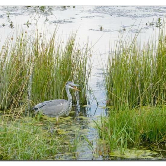 Grey Heron: Animal in habitat Freshwater habitat in the NatureSpots App