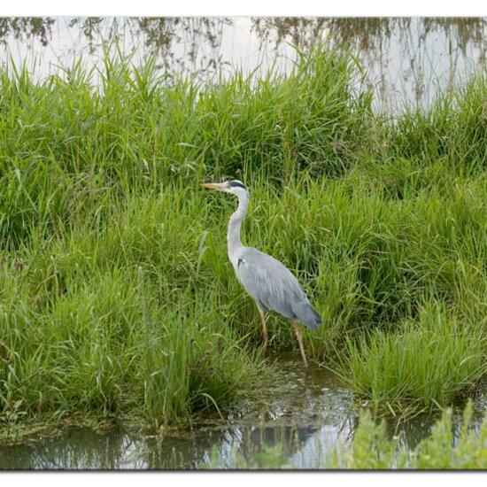 Grey Heron: Animal in habitat Freshwater habitat in the NatureSpots App