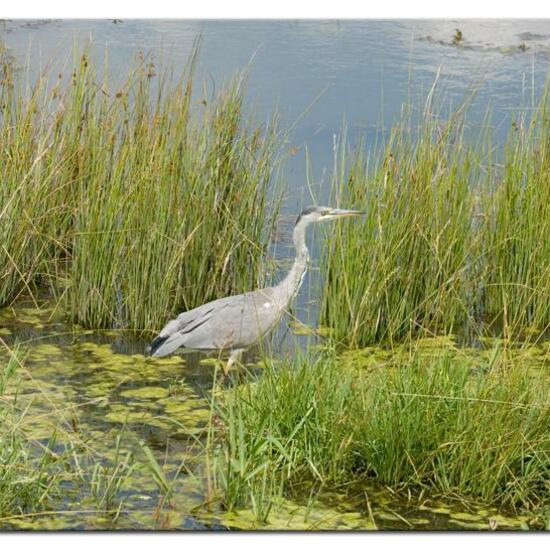 Grey Heron: Animal in habitat Freshwater habitat in the NatureSpots App