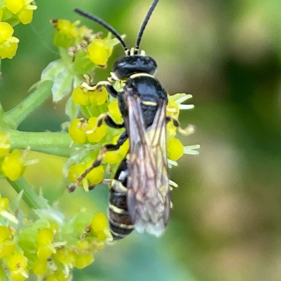 Gorytes: Tier im Habitat Garten in der NatureSpots App