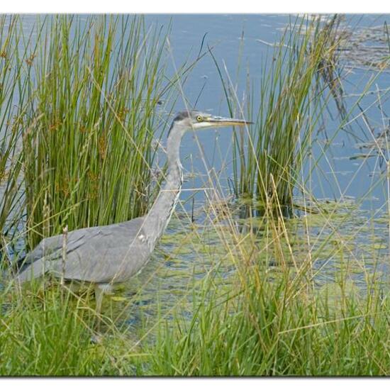 Grey Heron: Animal in habitat Freshwater habitat in the NatureSpots App