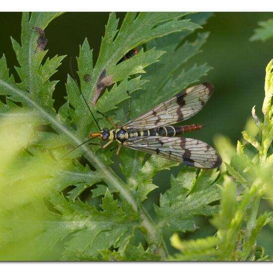 Gemeine Skorpionsfliege: Tier im Habitat Naturnahe Wiese in der NatureSpots App