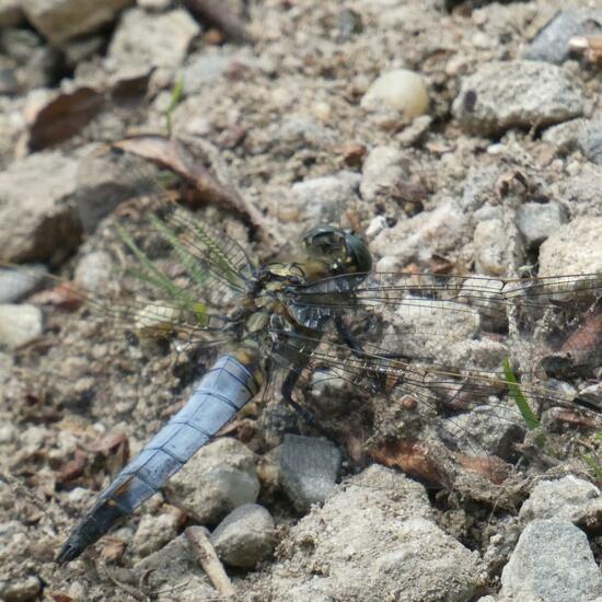 Black-tailed Skimmer: Animal in nature in the NatureSpots App