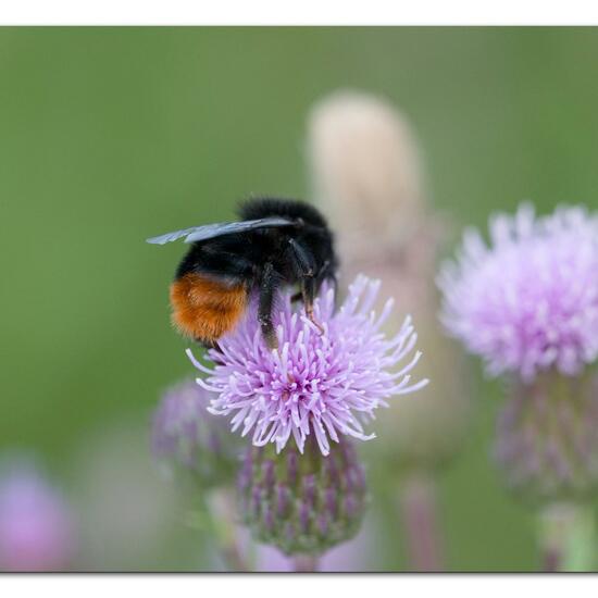 Steinhummel: Tier im Habitat Naturnahe Wiese in der NatureSpots App