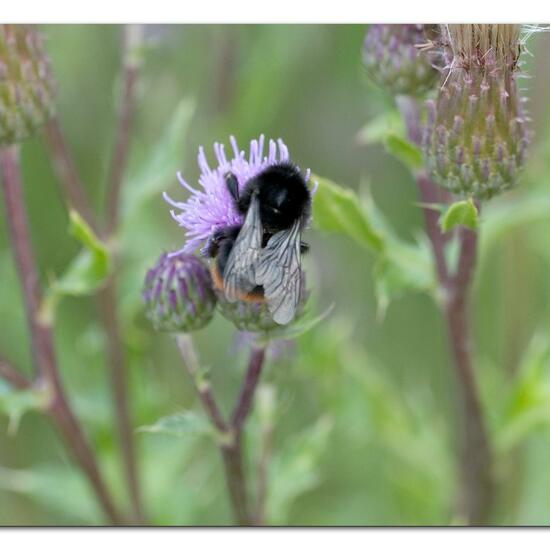 Bombus lapidarius: Animal in habitat Natural Meadow in the NatureSpots App