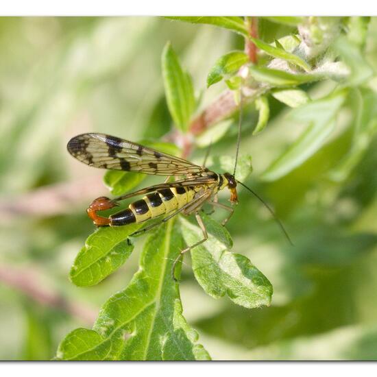 Gemeine Skorpionsfliege: Tier im Habitat Naturnahe Wiese in der NatureSpots App