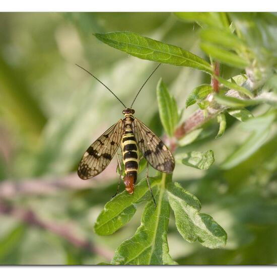 Gemeine Skorpionsfliege: Tier im Habitat Naturnahe Wiese in der NatureSpots App