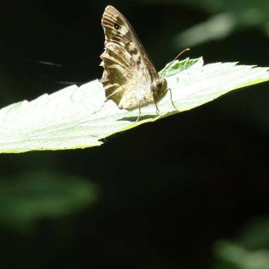 Speckled Wood: Animal in nature in the NatureSpots App