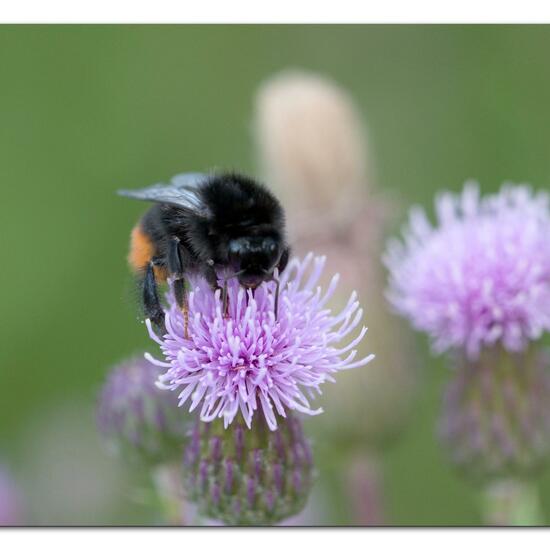 Steinhummel: Tier im Habitat Naturnahe Wiese in der NatureSpots App