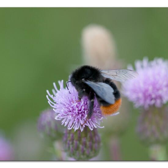 Bombus lapidarius: Animal in habitat Natural Meadow in the NatureSpots App