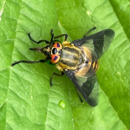 Bremsen: Tier in der Natur in der NatureSpots App