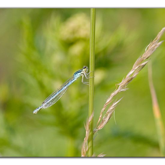 Dainty Damselfly: Animal in habitat Pond in the NatureSpots App