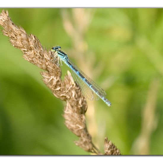 Dainty Damselfly: Animal in habitat Pond in the NatureSpots App