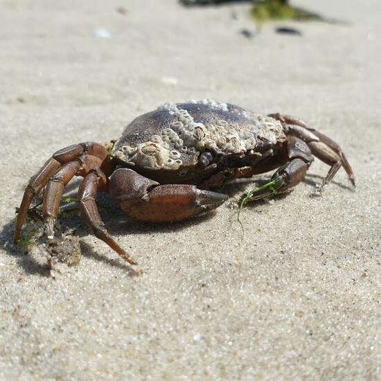 Carcinus maenas: a Animal nature observation in the ecosystem Sandy ...