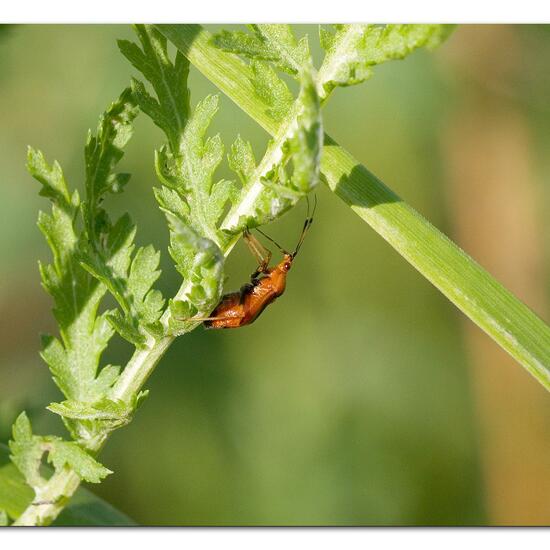 Deraeocoris ruber: Animal in habitat Natural Meadow in the NatureSpots App