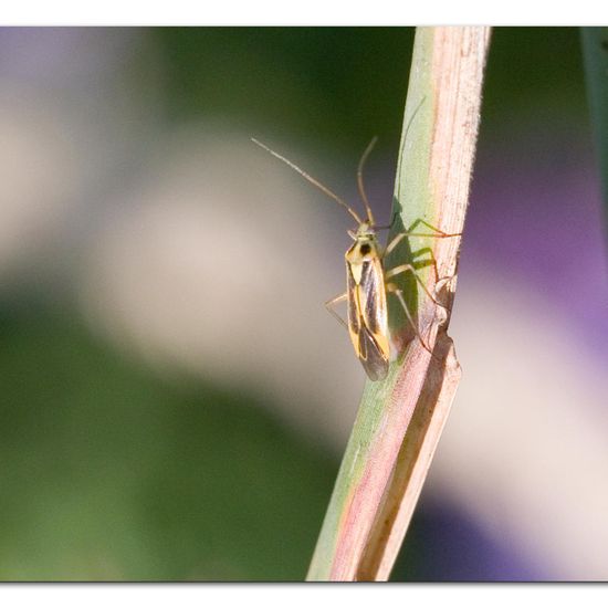 Stenotus binotatus: Tier in der Natur in der NatureSpots App