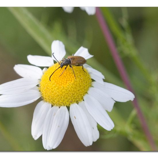 Kleiner Halsbock: Tier im Habitat Naturnahe Wiese in der NatureSpots App