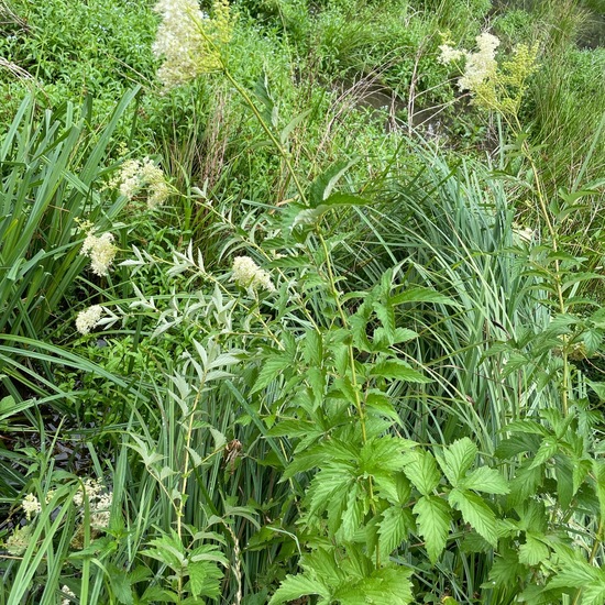 Echtes Mädesüß: Pflanze in der Natur in der NatureSpots App