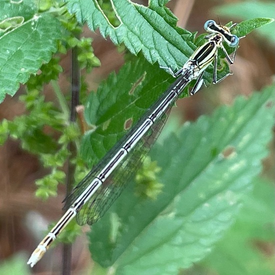 Blaue Federlibelle: Tier im Habitat Park in der NatureSpots App