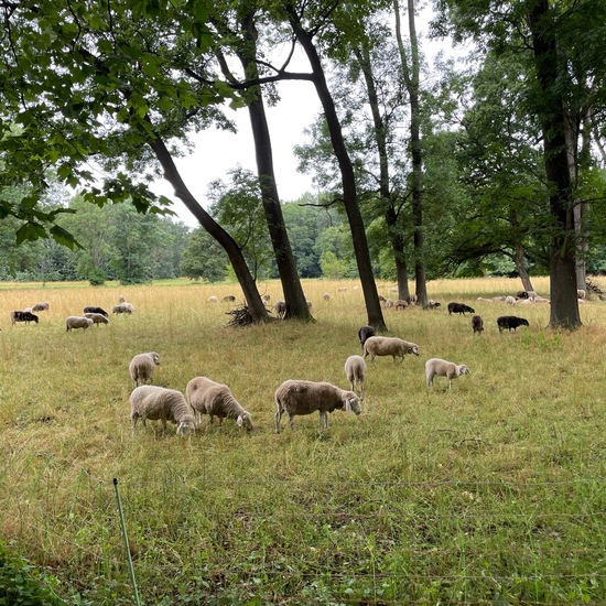 Schafe: Tier im Habitat Park in der NatureSpots App