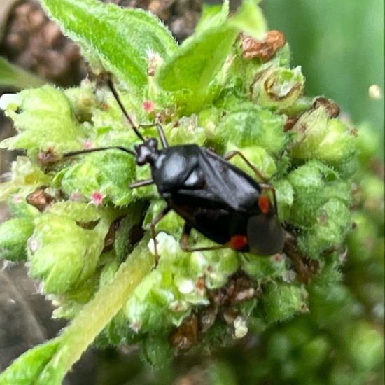 Deraeocoris ruber: Animal in nature in the NatureSpots App