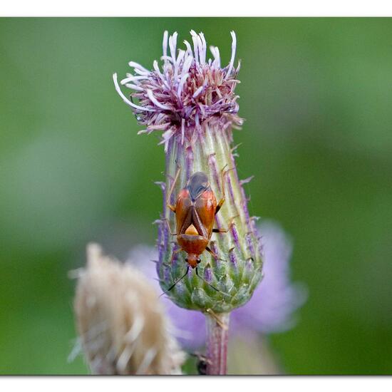 Deraeocoris ruber: Animal in habitat Natural Meadow in the NatureSpots App