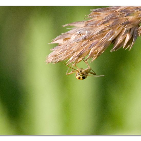 Stenotus binotatus: Tier in der Natur in der NatureSpots App