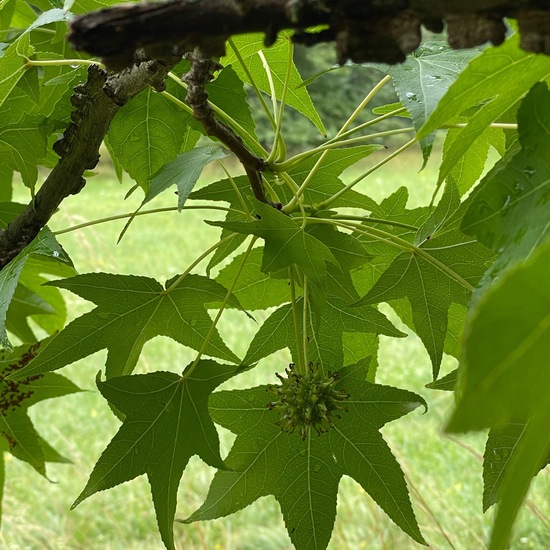 Liquidambar styraciflua: a Plant nature observation in the ecosystem ...