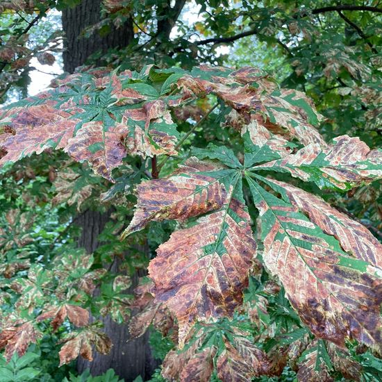 Aesculus hippocastanum: Plant in habitat Park in the NatureSpots App