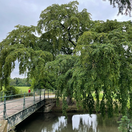 Weeping Beech: Plant in habitat Park in the NatureSpots App