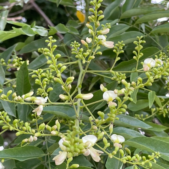 Japanischer Schnurbaum: Pflanze in der Natur in der NatureSpots App