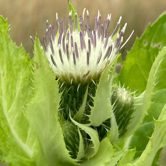 Cirsium oleraceum: Plant in habitat Park in the NatureSpots App