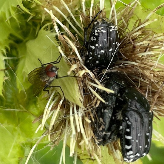 Trauer-Rosenkäfer: Tier im Habitat Park in der NatureSpots App